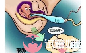 做泰国试管婴儿，取卵是重数量还是重质量？