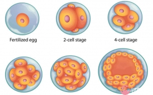 第三代试管移植的是什么胚？哪种胚胎成功率高