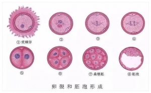 试管移植囊胚几天着床？移植后需要注意什么-泰国试管婴儿百科