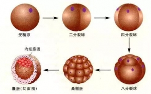 试管囊胚的成功率怎么样？移植囊胚有什么好处？