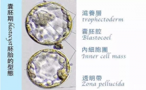 2022年冻卵多少钱？你确定你真的知道冻卵的钱都花在哪里？