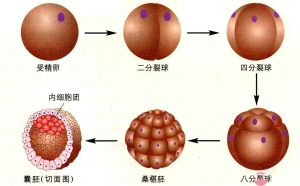 2022年最好的私人医院做试管选男孩哪里有？求子家庭必看！