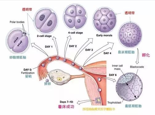 国内有没有第三代试管