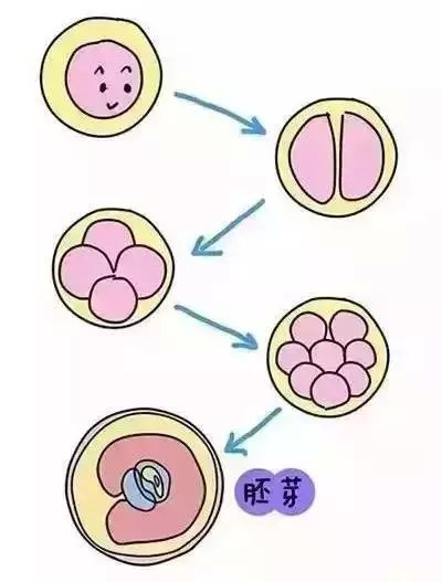 人工受精双胞胎费用