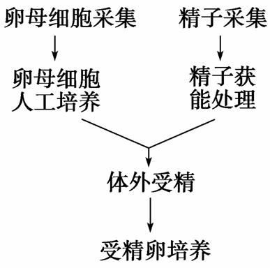 体外受精费用多少钱 整个过程是怎么样的