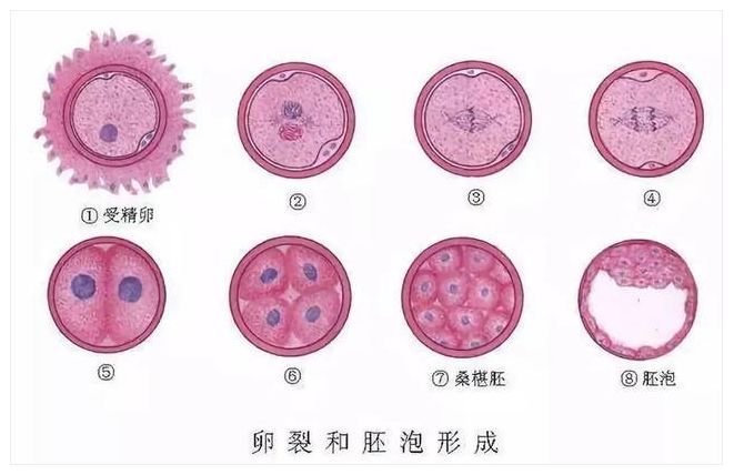 试管移植囊胚几天着床-泰国试管婴儿百科