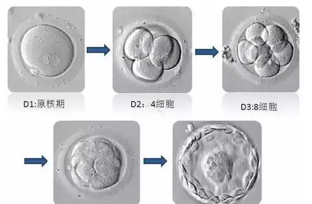 试管囊胚的成功率有多高？囊胚的好处有哪些呢？