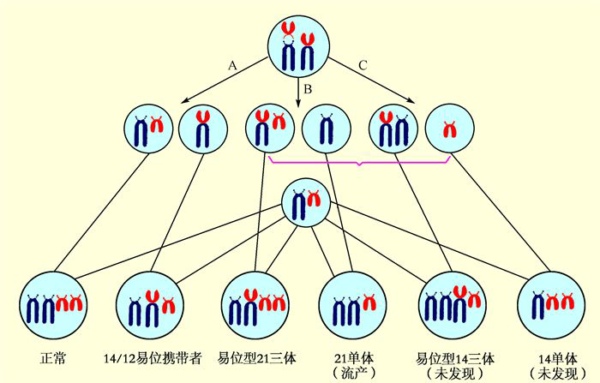 三代试管胚胎染色体发生异常能移植吗