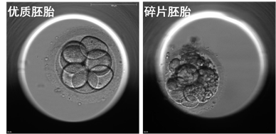 分裂过程中出现碎片