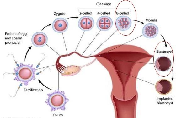 从排卵到着床全过程