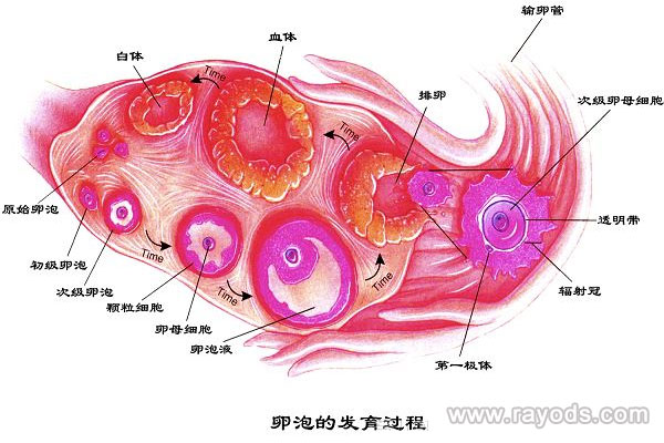 卵母细胞、卵子、卵泡的区别